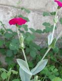 Lychnis coronaria