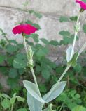Lychnis coronaria. Часть цветущего растения. Абхазия, Гагрский р-н, окр. г. Пицунда, вблизи дороги. 10.06.2012.