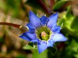 Gentiana squarrosa