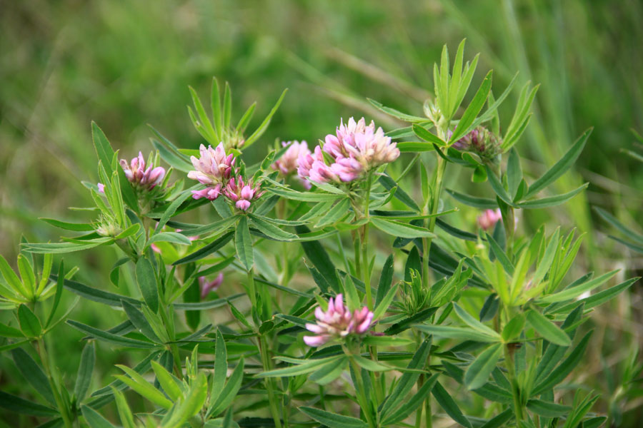 Изображение особи Trifolium lupinaster.