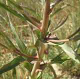 Inula caspica