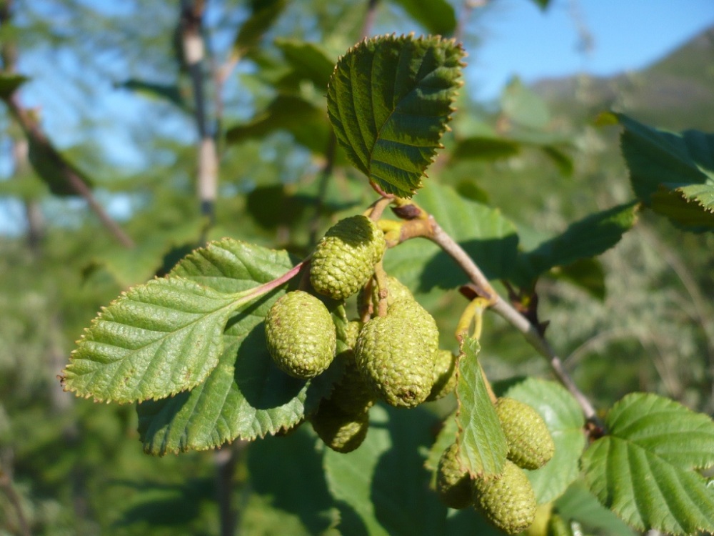 Изображение особи Duschekia fruticosa.