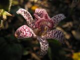 Tricyrtis hirta