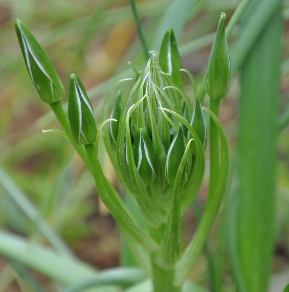 Изображение особи род Ornithogalum.