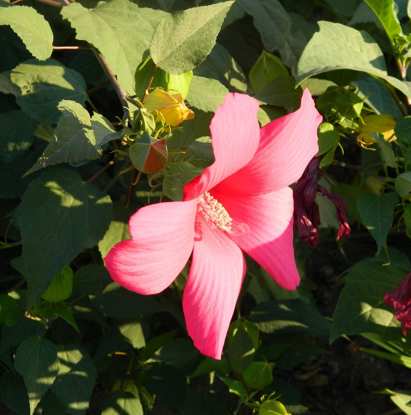 Изображение особи Hibiscus moscheutos.