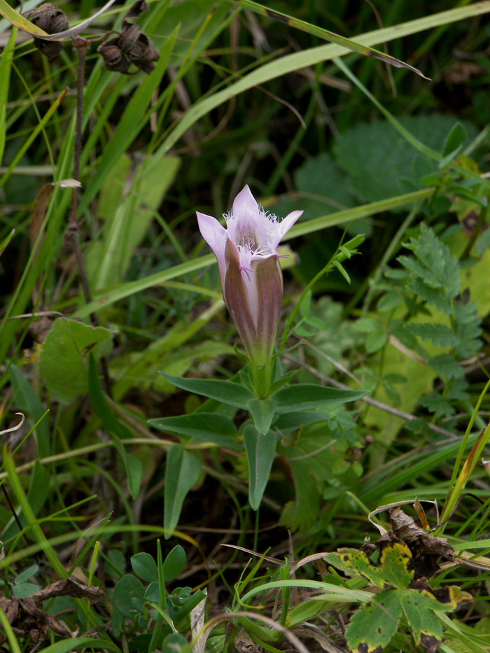 Image of Gentiana septemfida specimen.