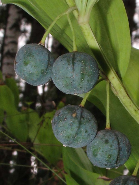 Image of Polygonatum odoratum specimen.