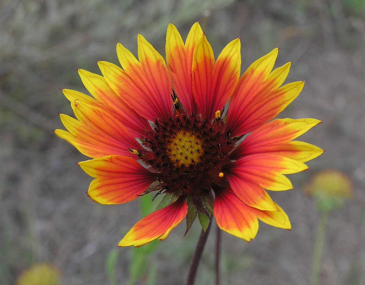 Изображение особи Gaillardia &times; grandiflora.