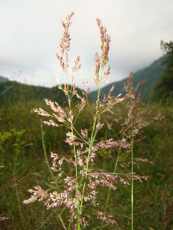 Изображение особи род Calamagrostis.