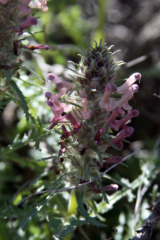 Изображение особи Pedicularis olgae.