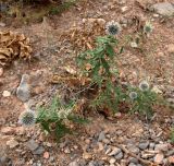 Echinops praetermissus. Отцветающее растение. Туркменистан, хр. Кугитанг. Июнь 2012 г.
