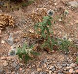 View full-size image Echinops praetermissus