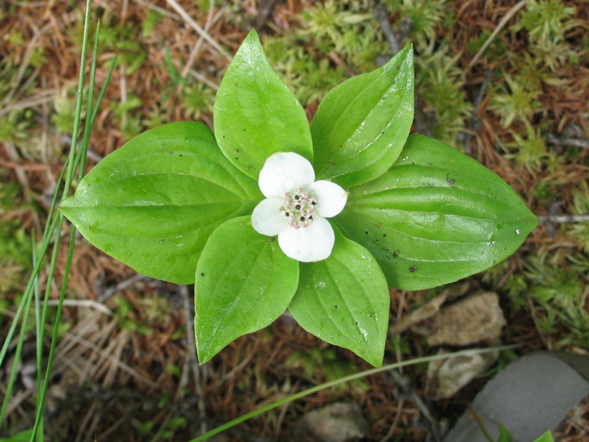 Изображение особи Chamaepericlymenum canadense.