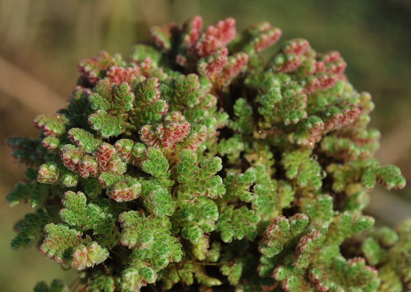 Image of Azolla filiculoides specimen.