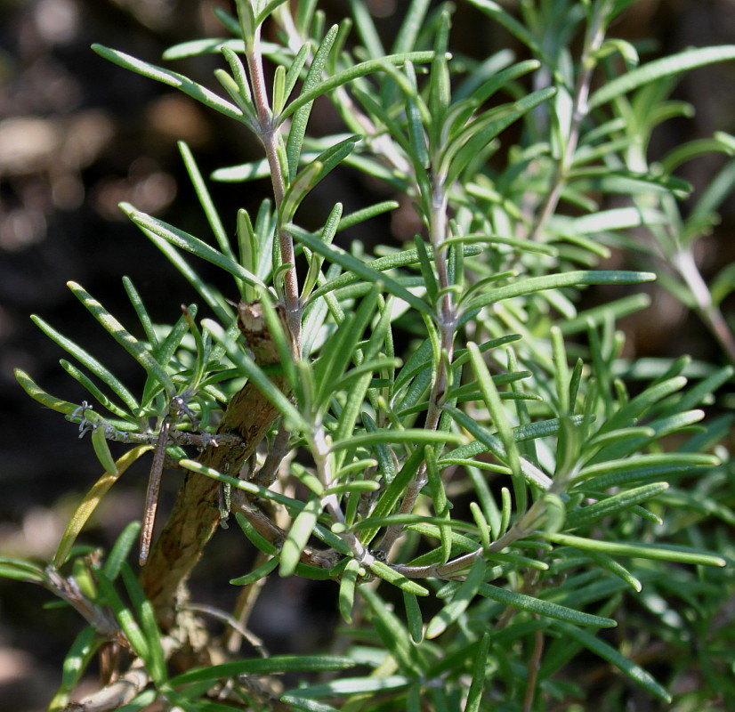 Image of Rosmarinus officinalis specimen.