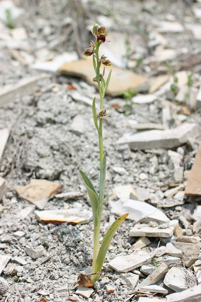 Изображение особи Ophrys mammosa ssp. caucasica.