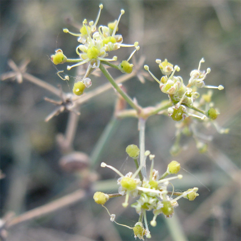 Image of Deverra tortuosa specimen.