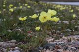 genus Papaver. Цветущее растение на галечниковом побережье озера. Иркутская обл., Ольхонский р-н, окр. пос. Курма; оз. Байкал, Малое Море, мыс Цаган-Хушун. 12.06.2012.