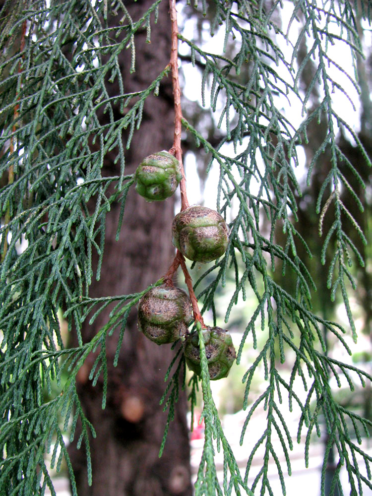 Изображение особи Chamaecyparis nootkatensis.