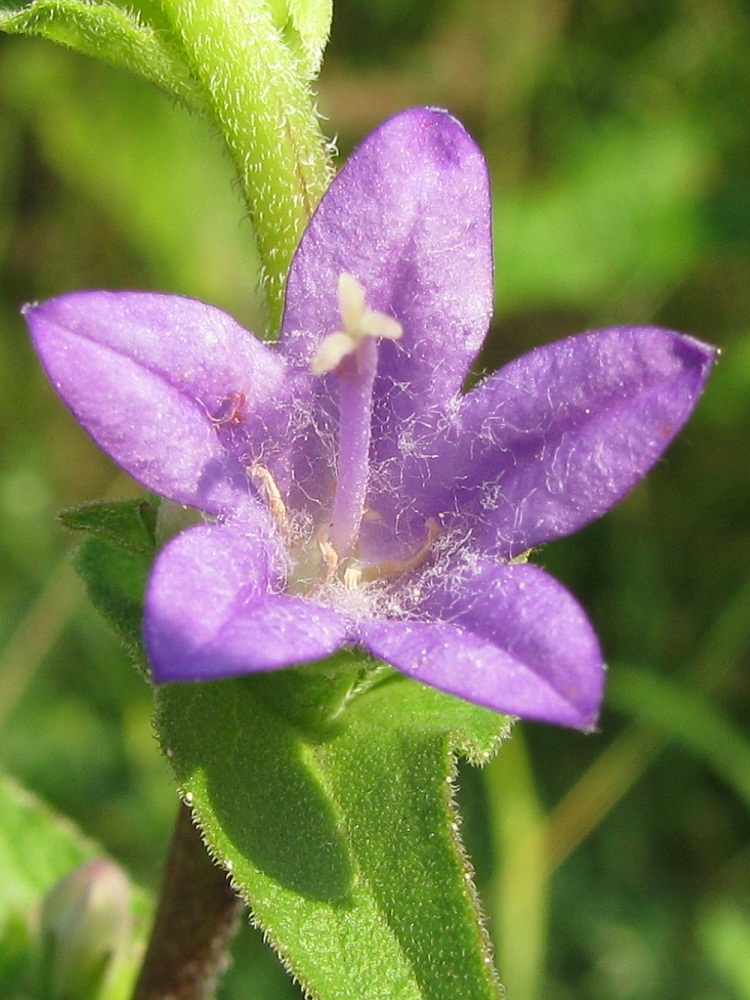 Image of Campanula farinosa specimen.