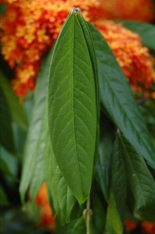 Изображение особи Saraca indica.