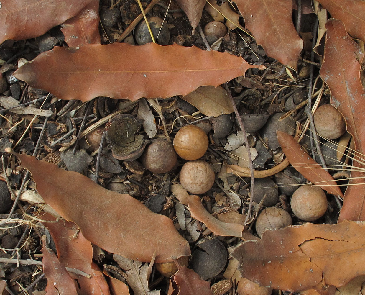 Изображение особи Macadamia tetraphylla.