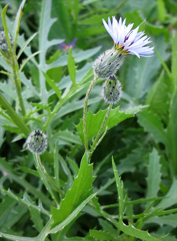 Image of Volutaria crupinoides specimen.