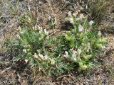 Oxytropis peschkovae