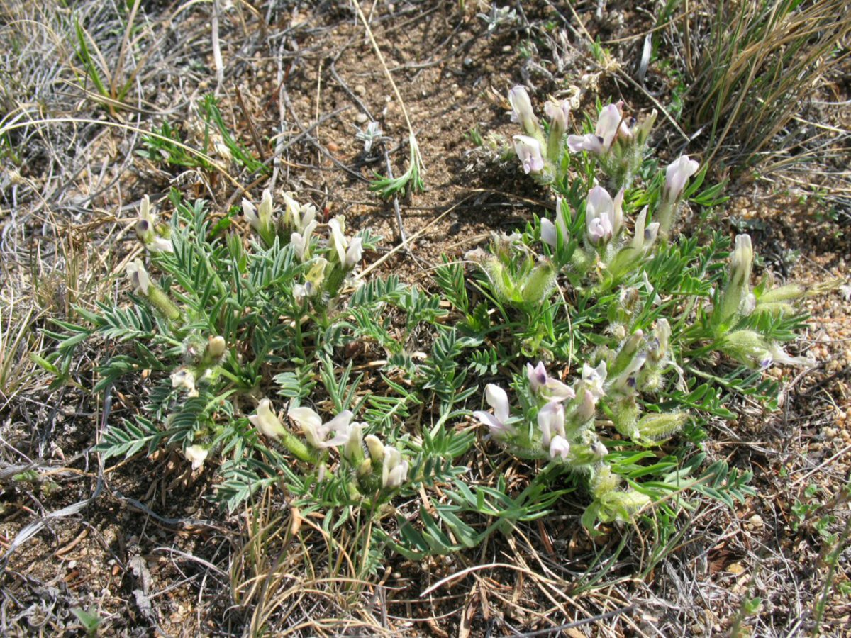 Изображение особи Oxytropis peschkovae.