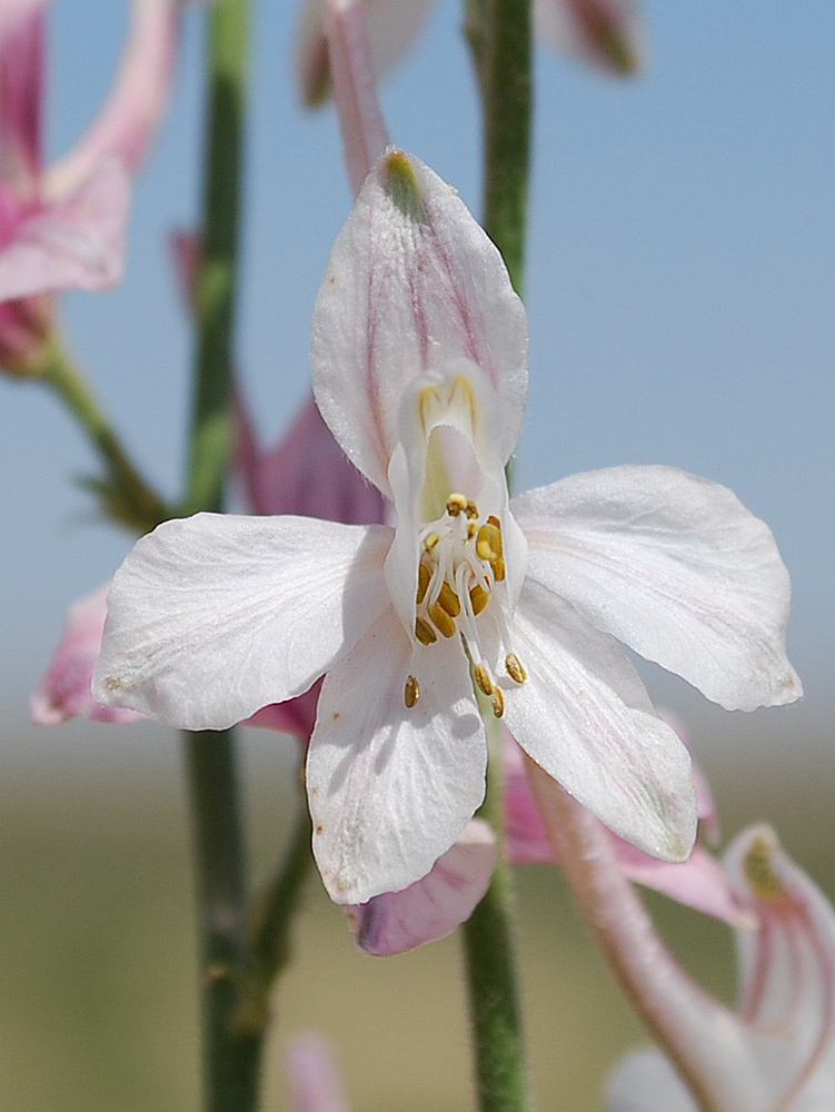 Изображение особи Delphinium camptocarpum.