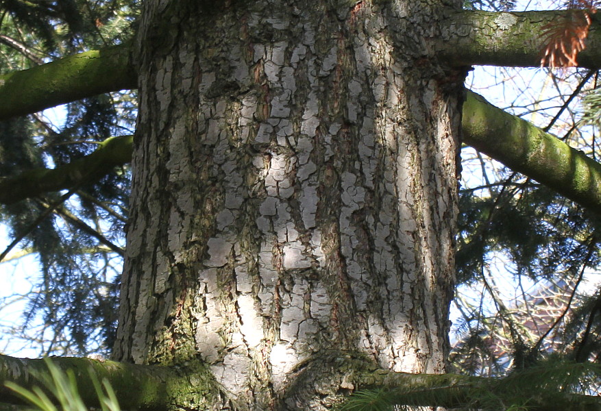 Изображение особи Pseudotsuga menziesii.