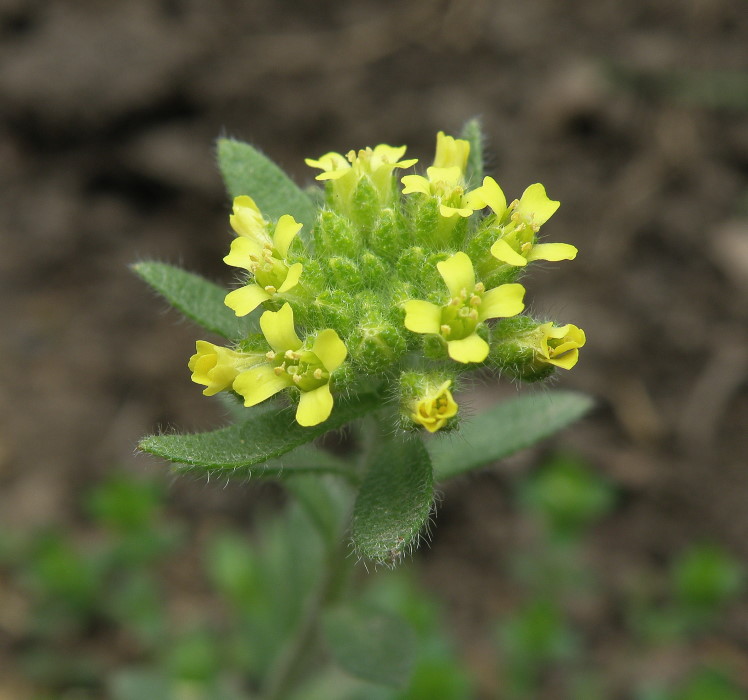 Image of Alyssum hirsutum specimen.