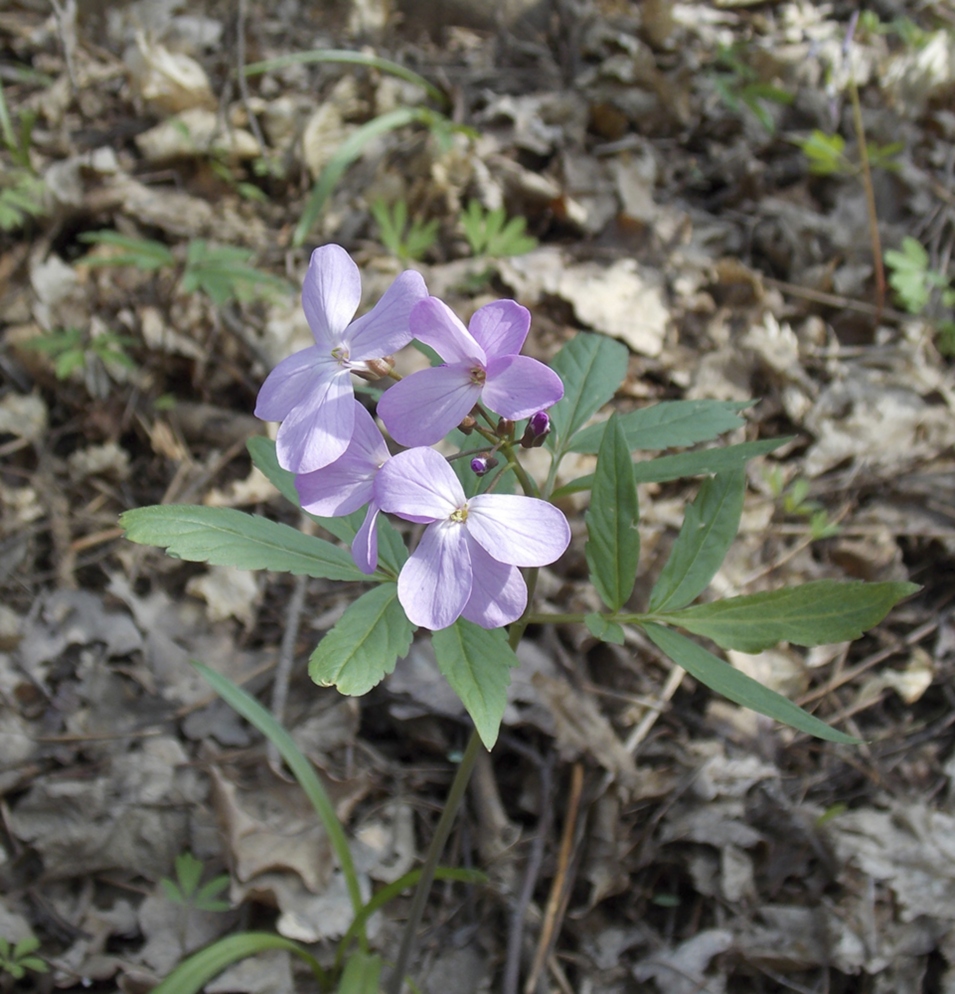 Image of Cardamine quinquefolia specimen.