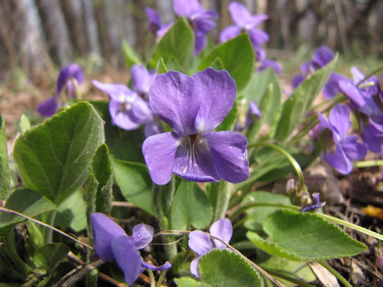 Изображение особи Viola hirta.