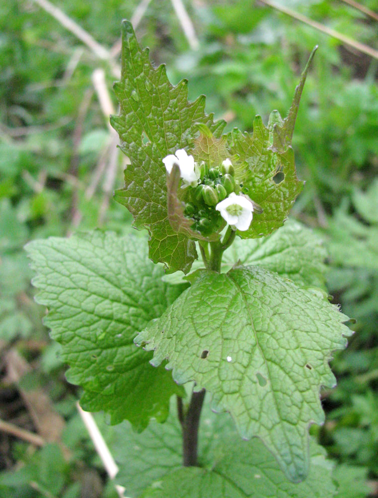 Image of Alliaria petiolata specimen.