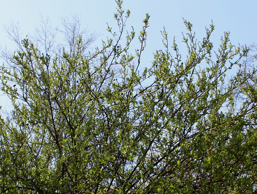 Image of Exochorda racemosa specimen.