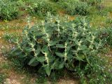 Phlomis thapsoides