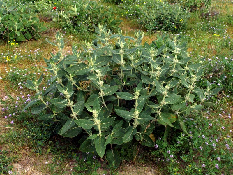 Изображение особи Phlomis thapsoides.