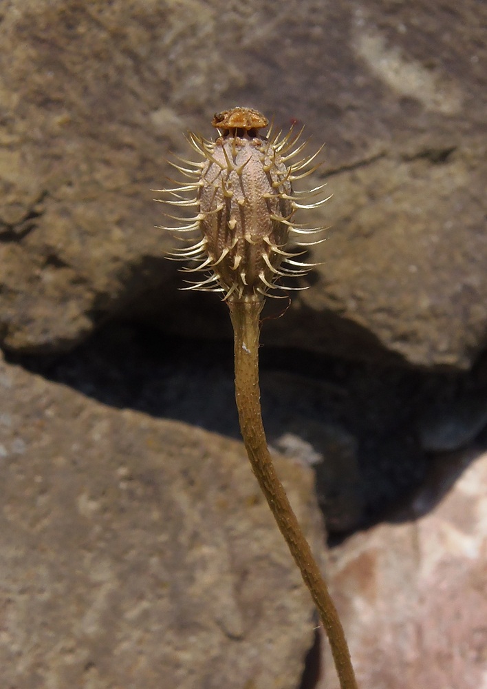 Image of Papaver hybridum specimen.