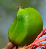 Jatropha multifida. Незрелый плод. Израиль, Шарон, г. Герцлия, в культуре. 02.06.2013.