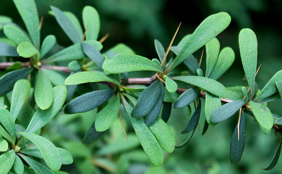 Изображение особи Berberis wilsonii.