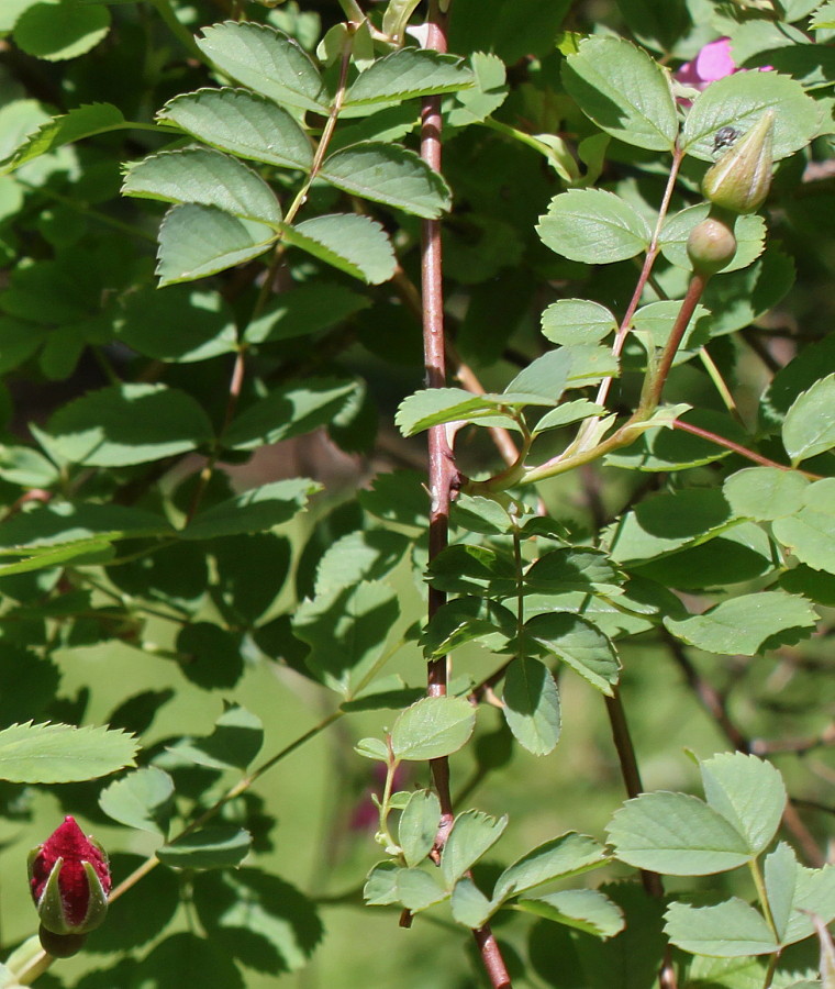 Image of Rosa webbiana specimen.