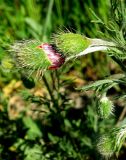 Papaver hybridum