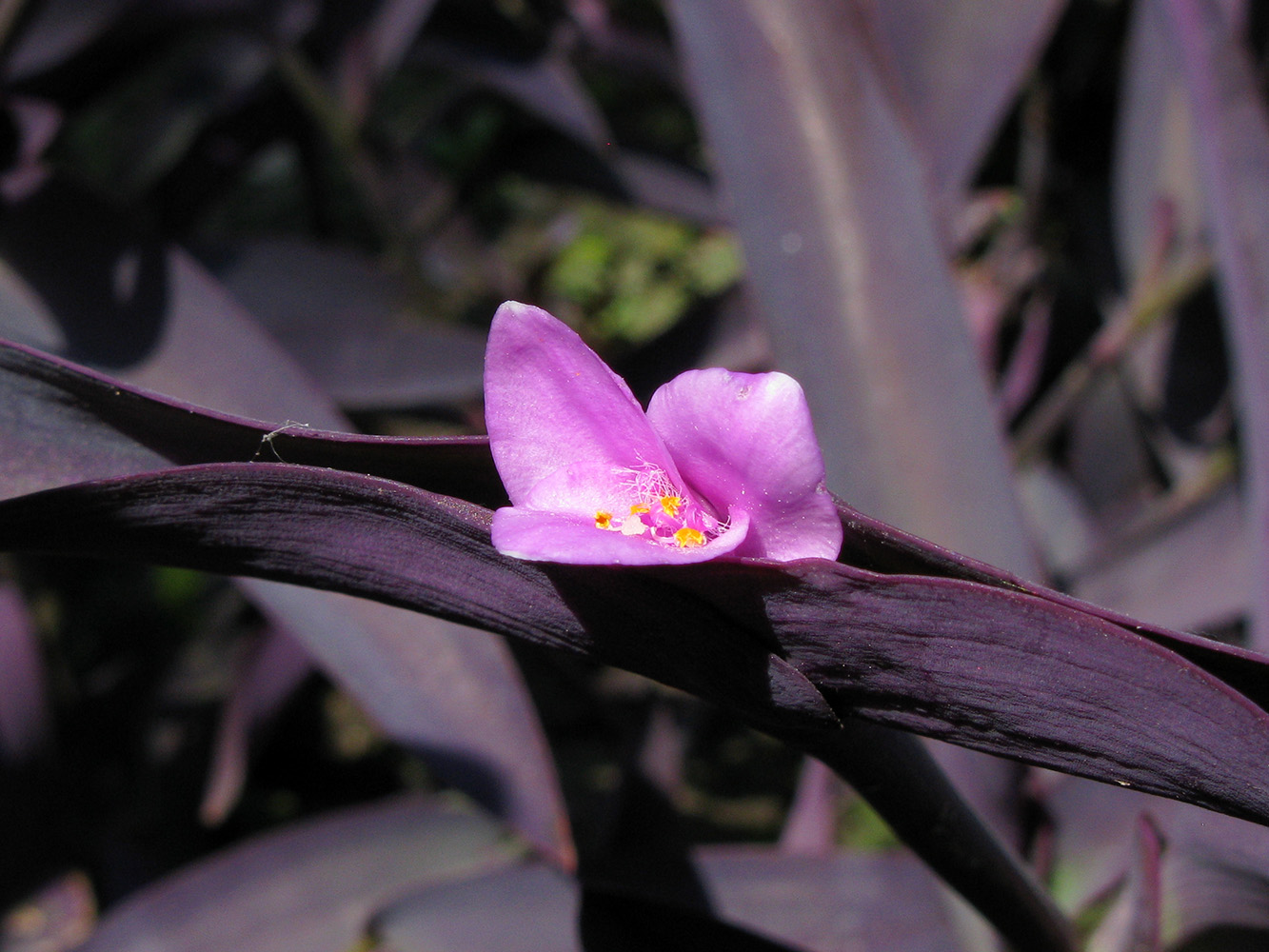 Image of Tradescantia pallida specimen.