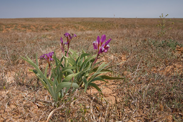 Image of Iris scariosa specimen.