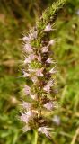 Mentha spicata