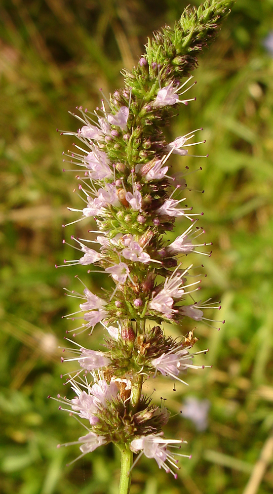 Image of Mentha spicata specimen.