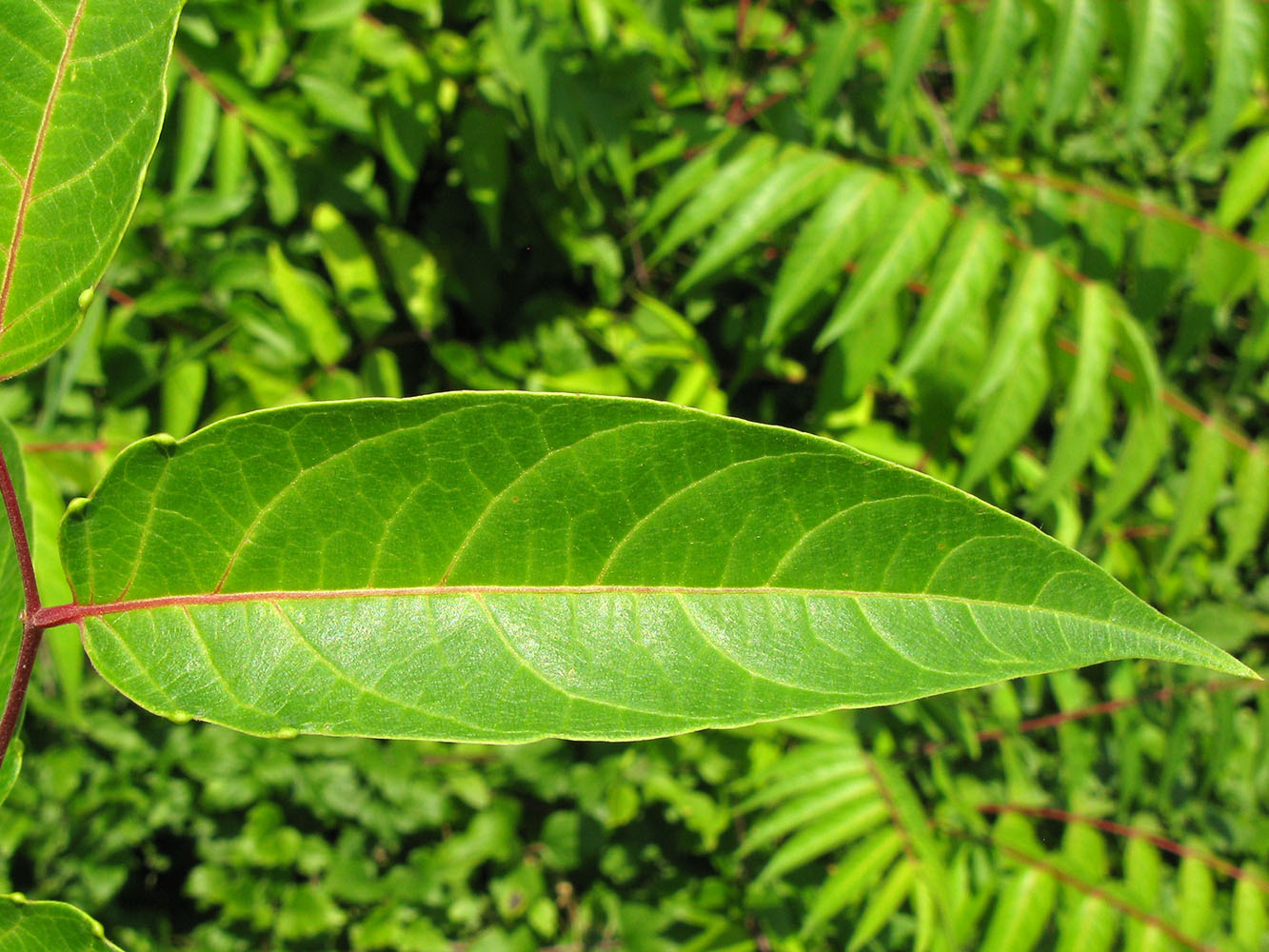 Изображение особи Ailanthus altissima.