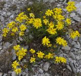 Senecio squalidus