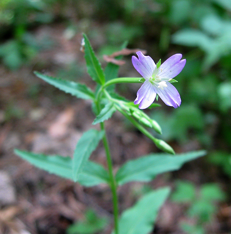 Изображение особи Epilobium montanum.